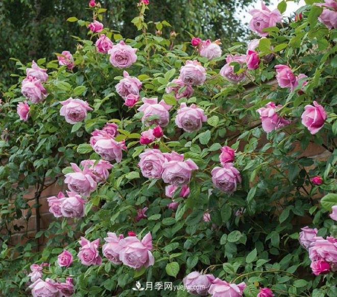 ***值得栽的10種藤本月季，每一種都很優(yōu)秀(圖6)