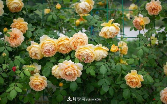 ***值得栽的10種藤本月季，每一種都很優(yōu)秀(圖9)
