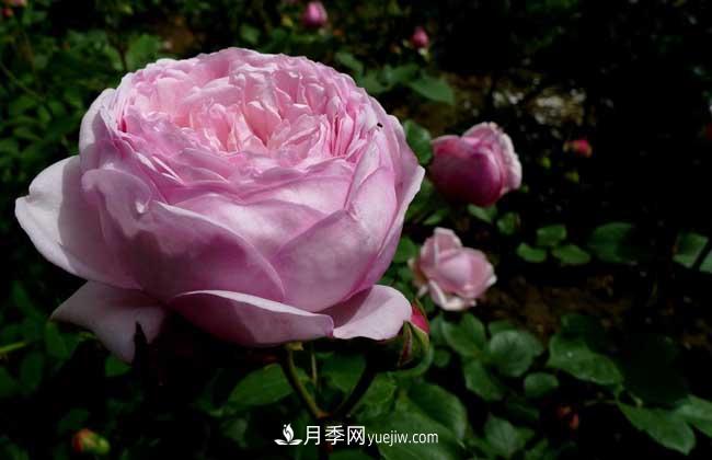 南陽(yáng)月季花多少錢(qián)一株？(圖3)