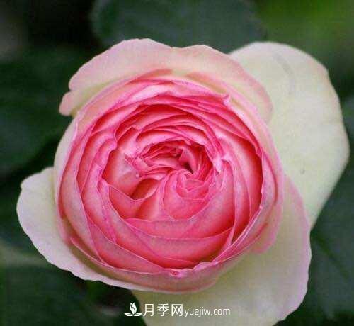 月季界的4大開(kāi)花機(jī)器，養(yǎng)2種就擁有一個(gè)花園(圖1)