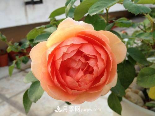 月季界的4大開(kāi)花機(jī)器，養(yǎng)2種就擁有一個(gè)花園(圖4)