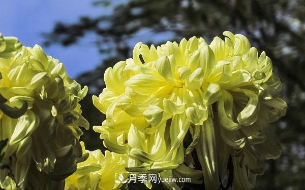 常見的草本植物有哪些？(圖3)