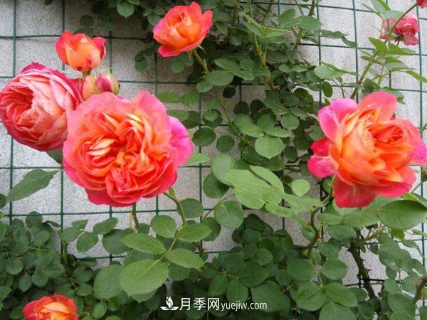 不怕暴曬的月季品種，盤點耐熱耐曬的品種(圖1)