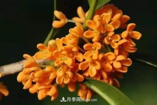 門前種桂花樹真的好嗎？(圖2)