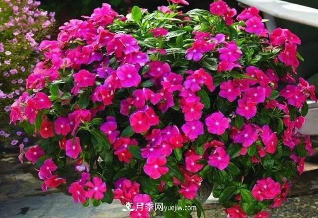 為啥這些花能脫穎而出，成為國慶花壇里的主流(圖3)