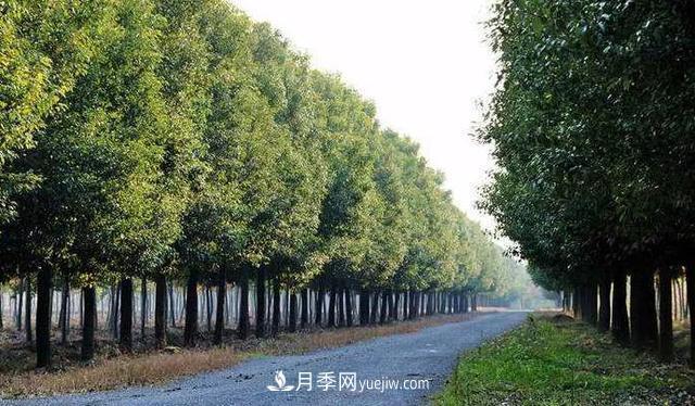 種植南陽香樟的效益為何越來越好？(圖2)