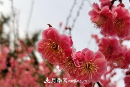 南京適合養(yǎng)月季，市花和市樹是什么(圖1)