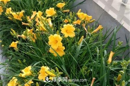 張家口適合養(yǎng)月季花，市花和市樹(shù)是什么(圖1)