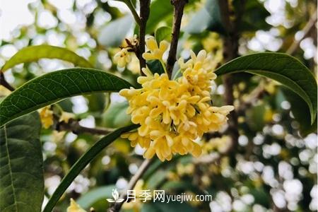 威海適合養(yǎng)月季花，市花和市樹是什么(圖2)