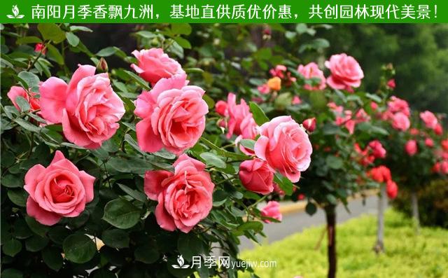 甘肅綠化景觀樹狀月季批發(fā)(圖1)