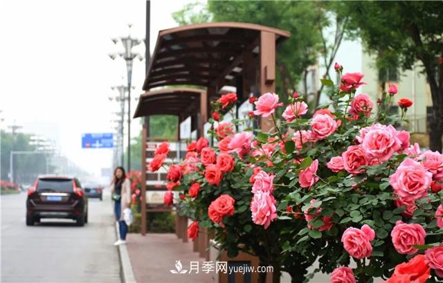河北3公分樹狀月季，大花品種批發(fā)(圖1)