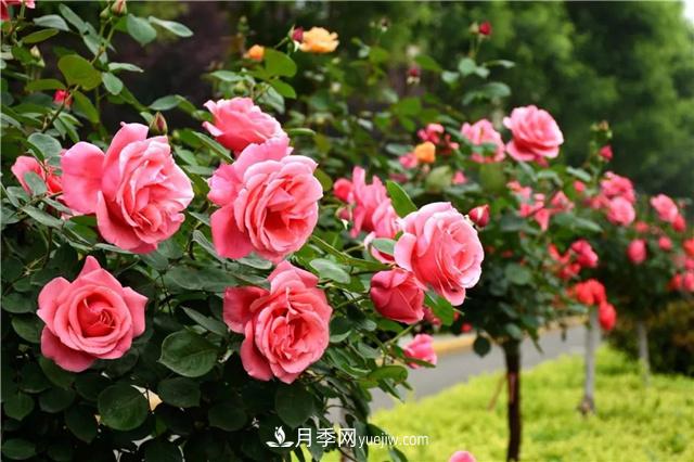 月季怎么抹芽，一看就學(xué)會(huì)(圖1)