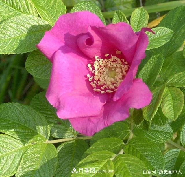 玫瑰和月季怎么區(qū)分？***簡單的方法是什么？(圖1)