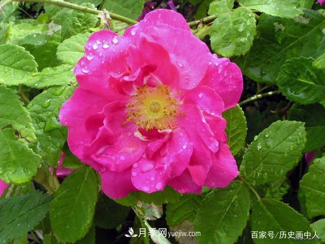 玫瑰和月季怎么區(qū)分？***簡單的方法是什么？(圖4)