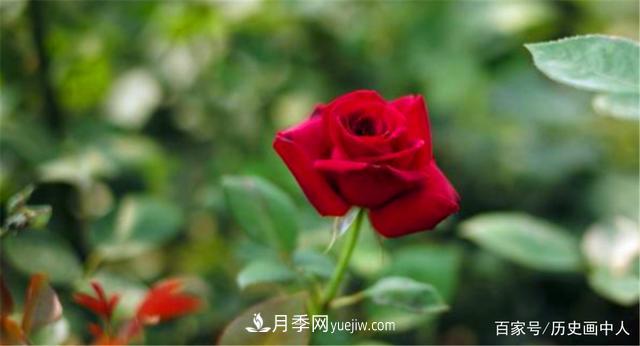 玫瑰和月季怎么區(qū)分？***簡單的方法是什么？(圖5)