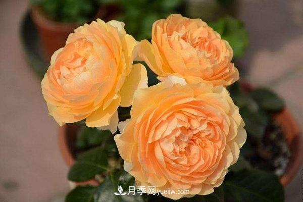 杏色露臺(tái)月季的優(yōu)缺點(diǎn)是什么？ 適合新手養(yǎng)殖嗎(圖2)