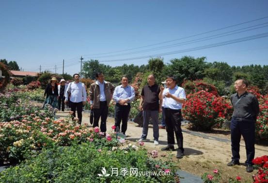 河南省四優(yōu)四化項(xiàng)目 助推南陽(yáng)月季、梔子產(chǎn)業(yè)發(fā)展(圖2)