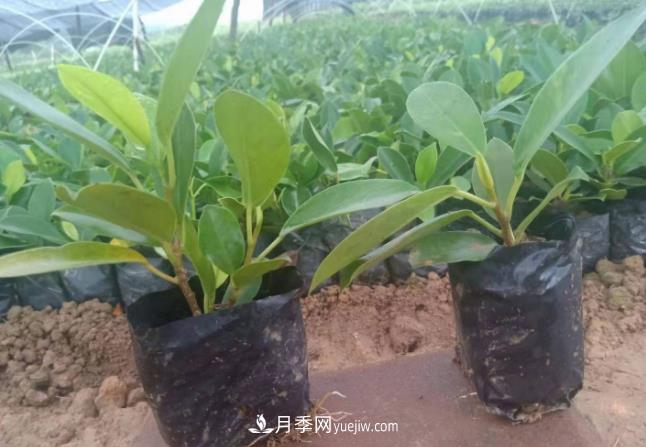 容器苗好成活，可如何做好容器苗的育苗？(圖1)