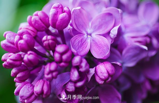 “世界丁香花園”桑給巴爾出口量增10倍，價(jià)格呢(圖1)