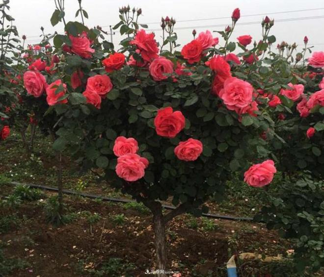 哪些因素會影響樹狀月季的開花量？(圖1)