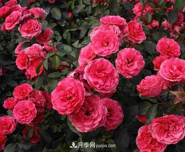 寒冷的冬天如何栽培與管理南陽(yáng)樹(shù)狀月季？(圖1)