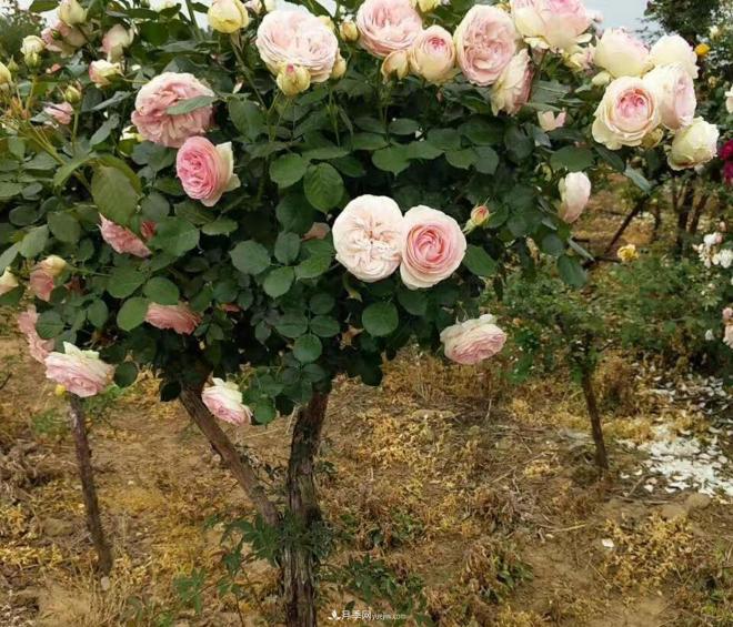 為什么樹狀月季開花會很少？(圖1)