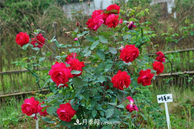 四季濃香蔓玫月季的優(yōu)缺點是什么？(圖1)