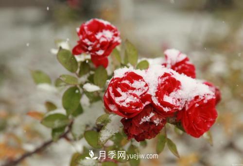 被雪中的月季花所震撼，傲然開放，芳香依舊(圖2)