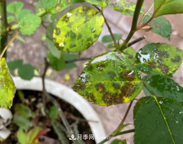 月季害怕的病蟲害有什么癥狀，你知道嗎？(圖1)
