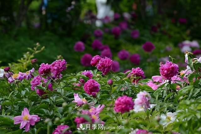 6種宿根花卉，好看好養(yǎng)，觀賞性強綠化帶很常見(圖2)
