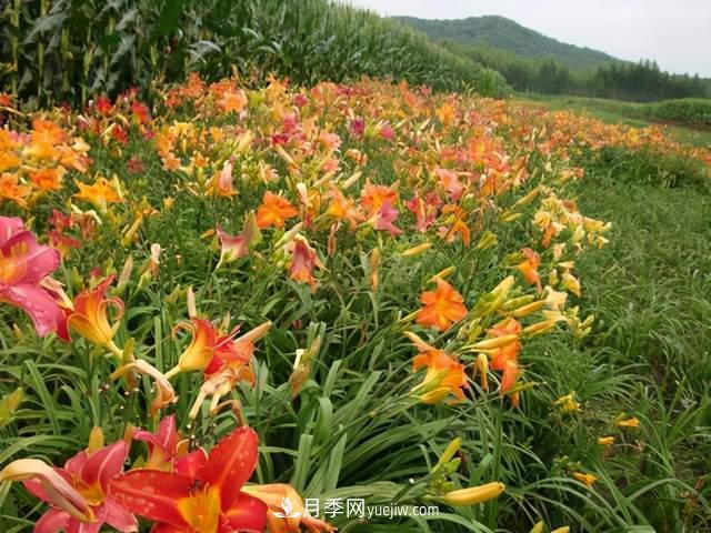 6種宿根花卉，好看好養(yǎng)，觀賞性強綠化帶很常見(圖4)