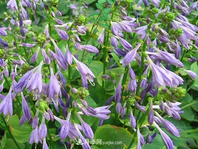 6種宿根花卉，好看好養(yǎng)，觀賞性強綠化帶很常見(圖3)