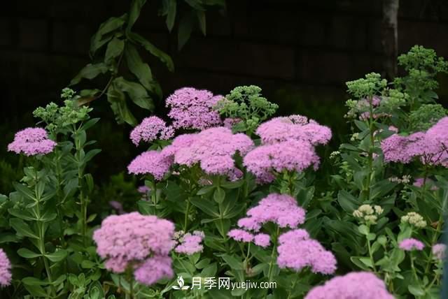 6種宿根花卉，好看好養(yǎng)，觀賞性強綠化帶很常見(圖5)