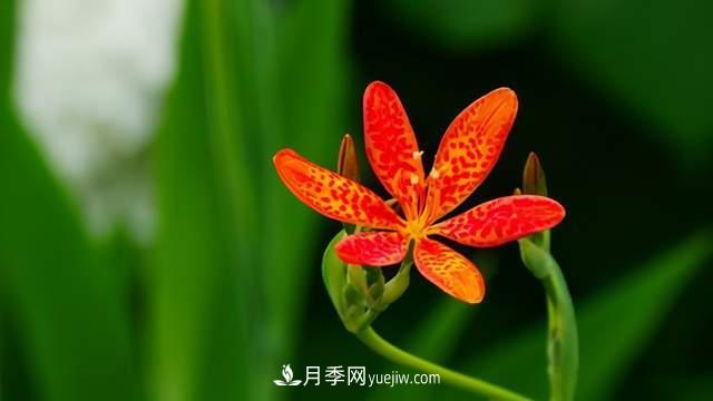 6種宿根花卉，好看好養(yǎng)，觀賞性強綠化帶很常見(圖6)