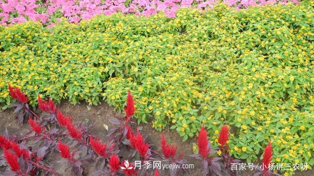 十條扶持政策，身為苗木人，你一定要知道(圖4)
