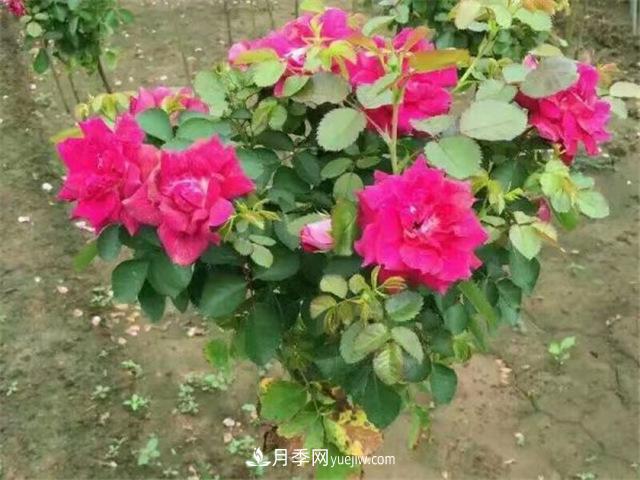 小高桿月季樹，小青桿月季批發(fā)(圖4)