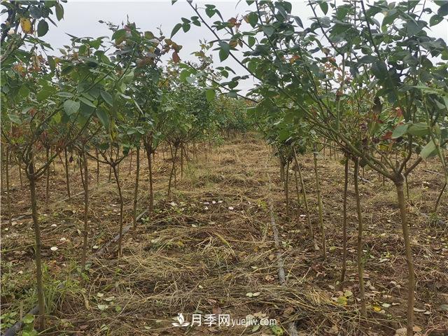 小高桿月季樹，小青桿月季批發(fā)(圖1)