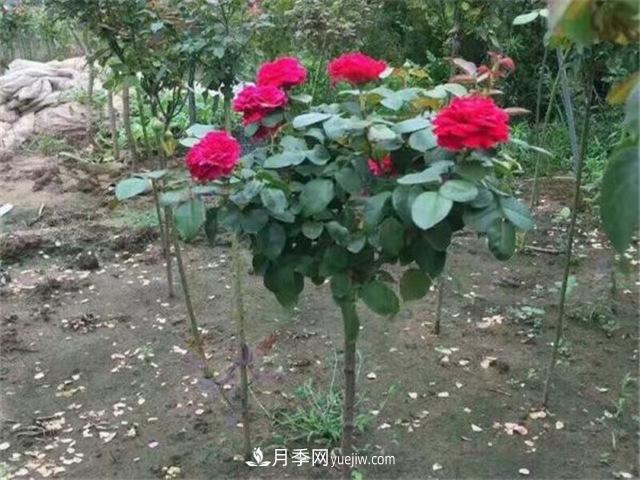 小高桿月季樹，小青桿月季批發(fā)(圖5)