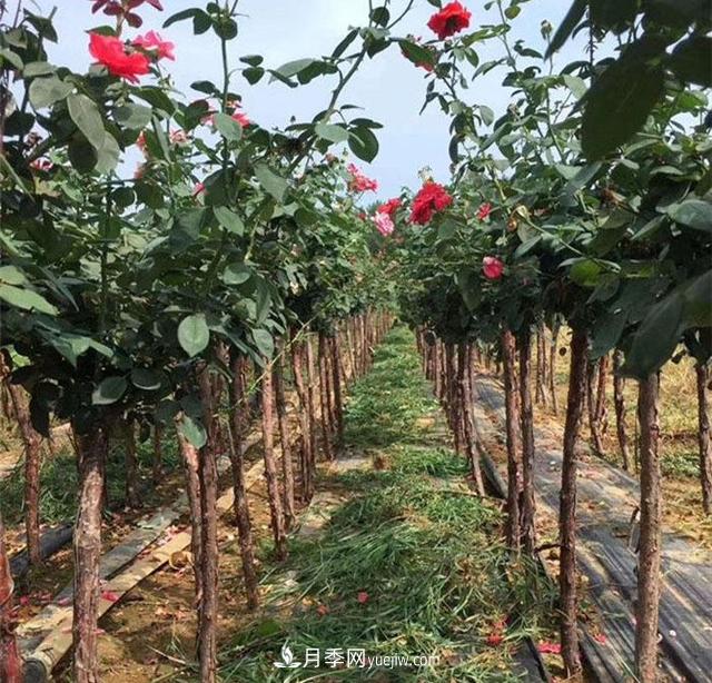 3公分月季樹，樹狀月季價格，小高桿月季基地(圖1)