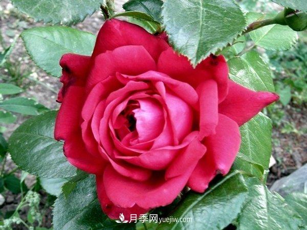玫瑰國度，來自法國戴爾巴德的華麗浪漫月季(圖1)