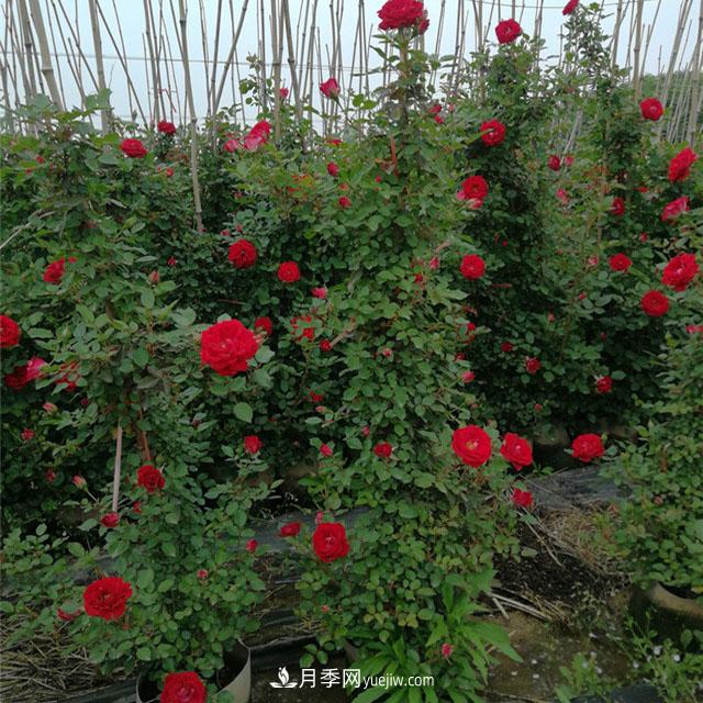 月季老化了，有什么處理方法(圖1)