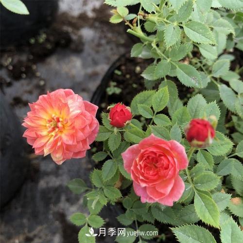 喜歡捉迷藏，但是容易暴露的“法國小姐月季”(圖1)