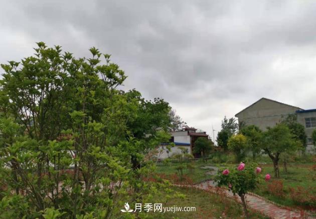 十三五以來(lái)，許昌市累計(jì)完成林業(yè)生態(tài)建設(shè)面積120余萬(wàn)畝(圖1)