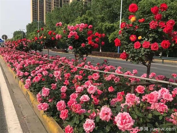 月季出現(xiàn)黑桿，如何消滅你們知道嗎？(圖1)
