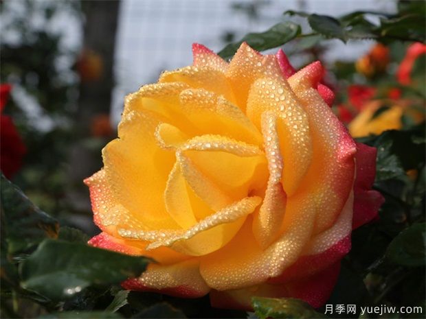 月季出現(xiàn)黑桿，如何消滅你們知道嗎？(圖2)