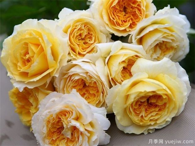 什么是月季株型？都有那幾種株型？(圖1)