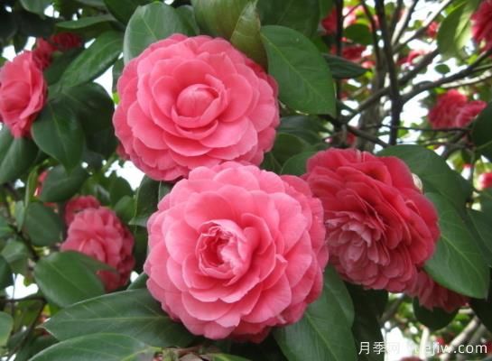 山茶花的特性，制作盆景茶花的技巧(圖1)