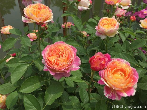 月季花適宜盆栽養(yǎng)殖嗎？(圖1)