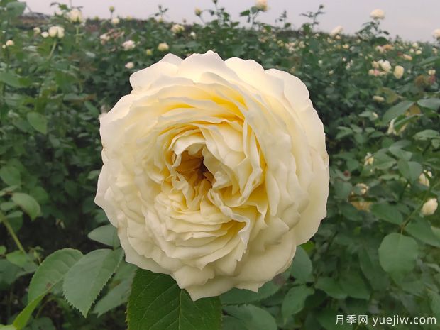 芽變金獎(jiǎng)?wù)略录?圖1)