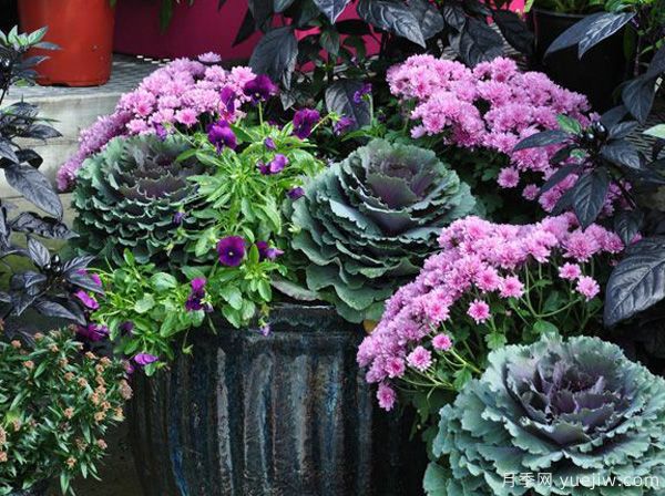 庭院適合種哪些花卉植物？冬天來了更漂亮(圖2)